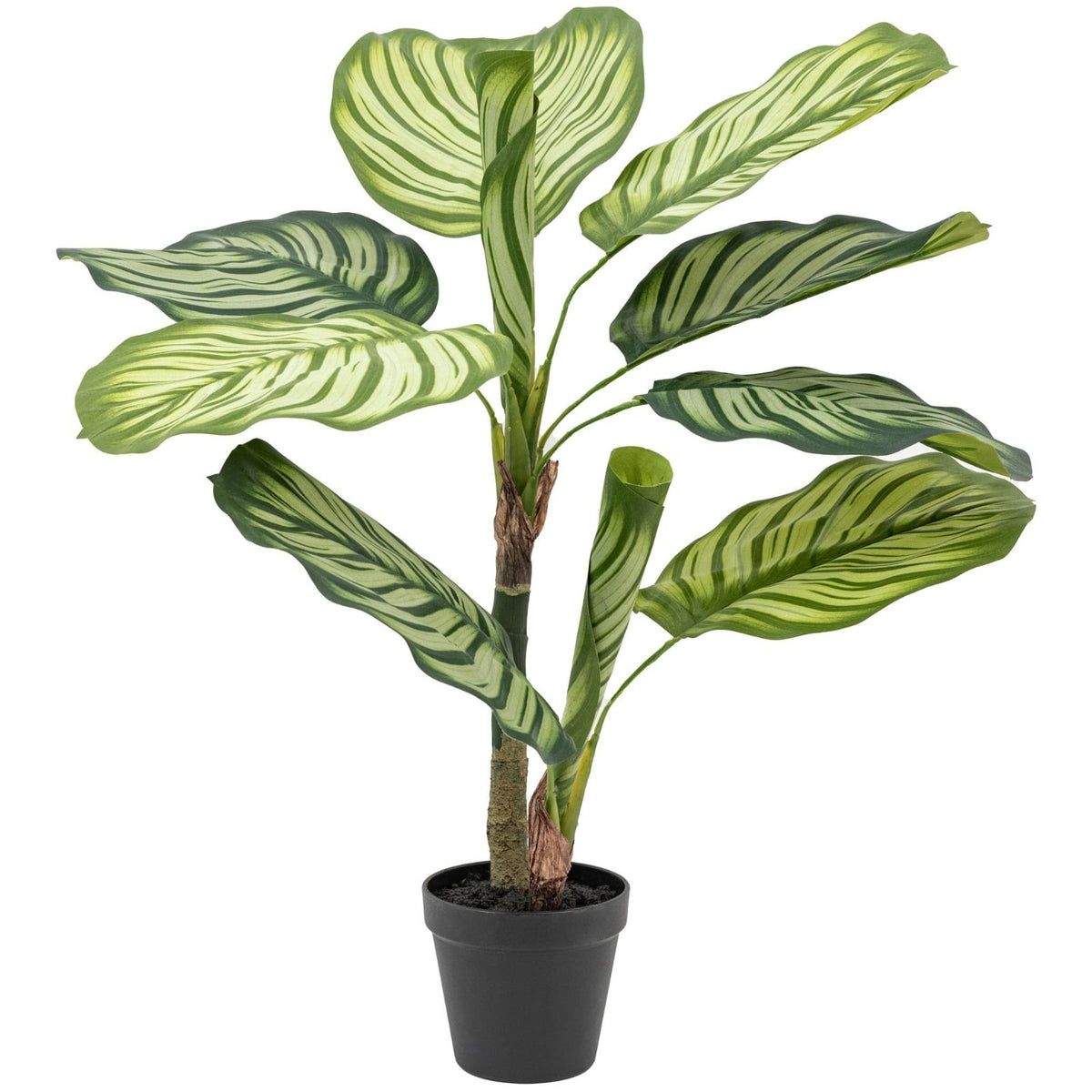 Potted Calathea Leaf Tree 2ft