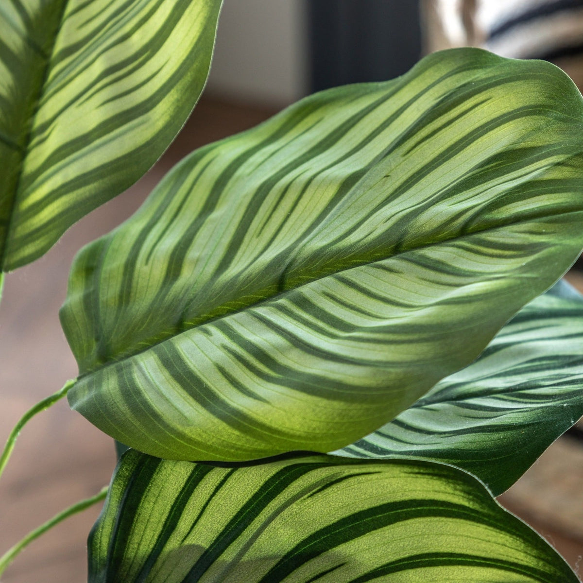 Potted Calathea Leaf Tree 4ft