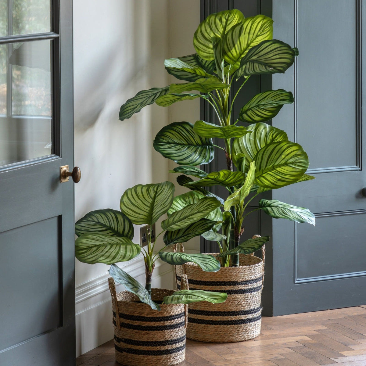 Potted Calathea Leaf Tree 4ft