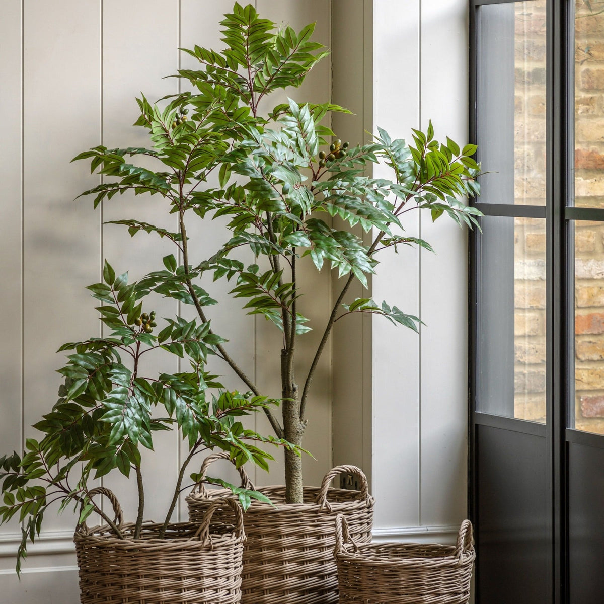 Potted Chinese White Olive Tree 3ft