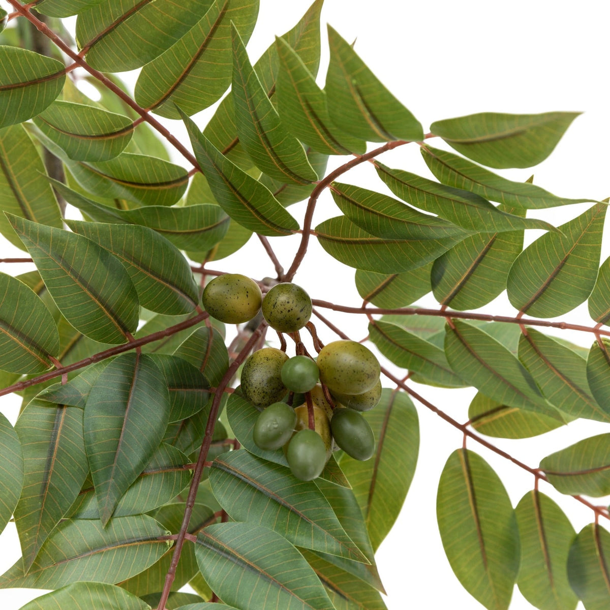 Potted Chinese White Olive Tree 3ft