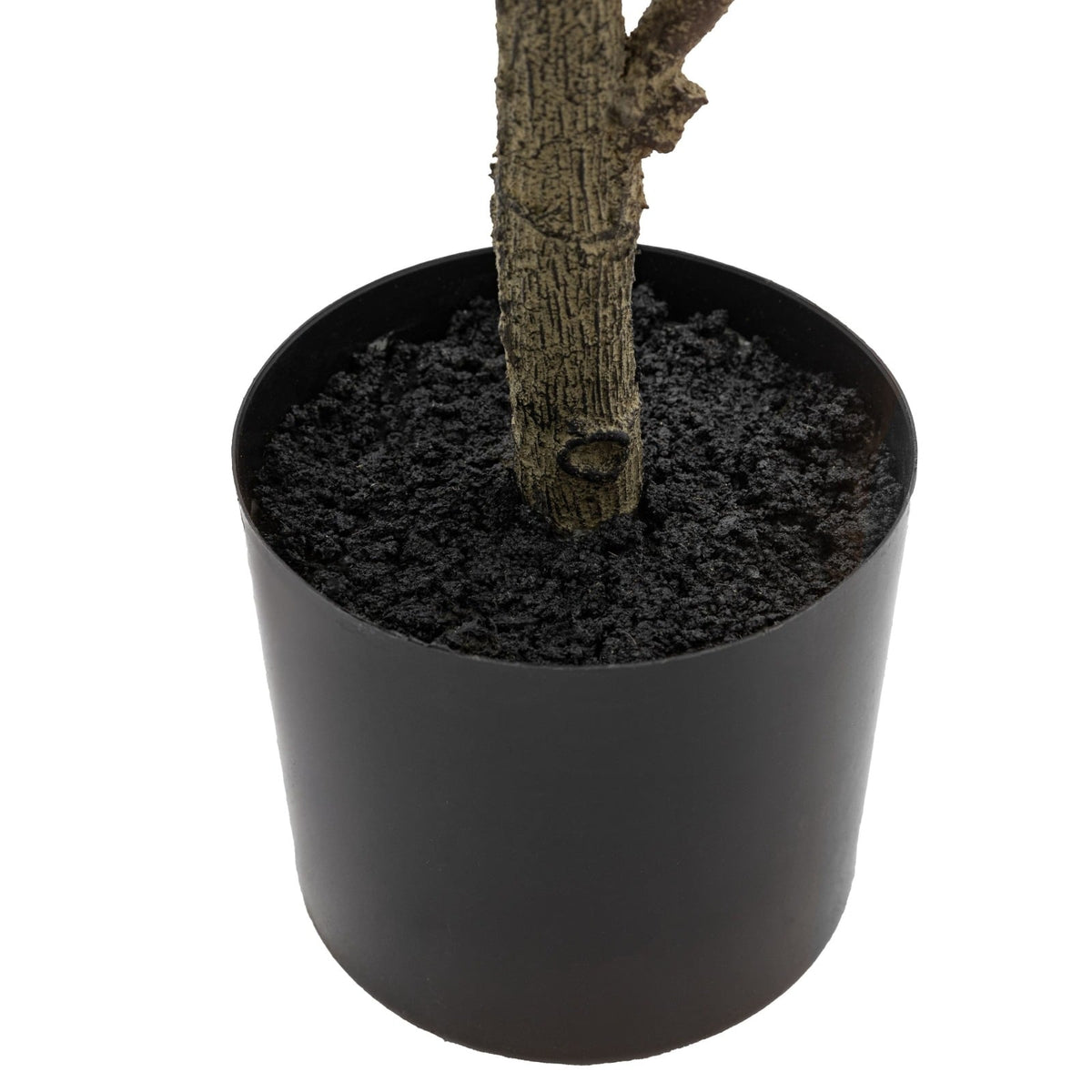 Potted Chinese White Olive Tree 3ft