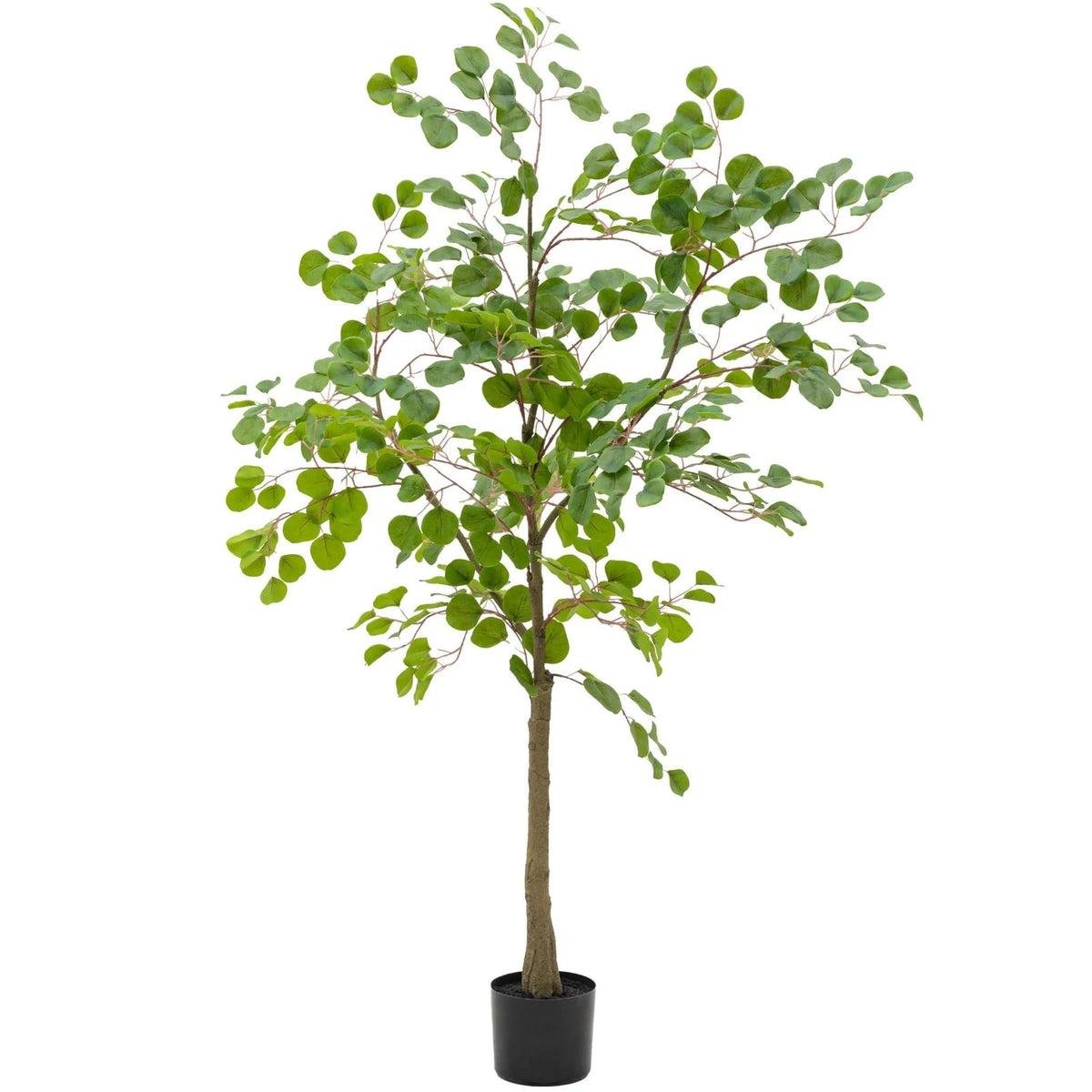 Potted Eucalyptus Tree