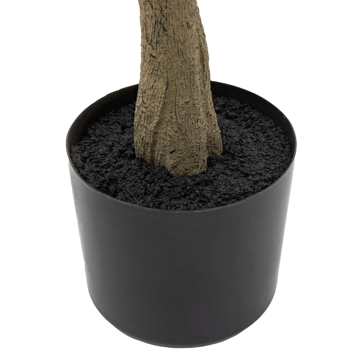 Potted Eucalyptus Tree
