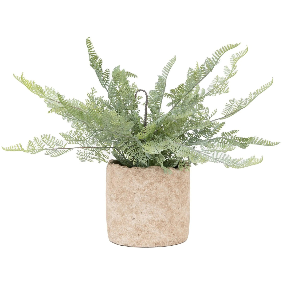 Potted Fern