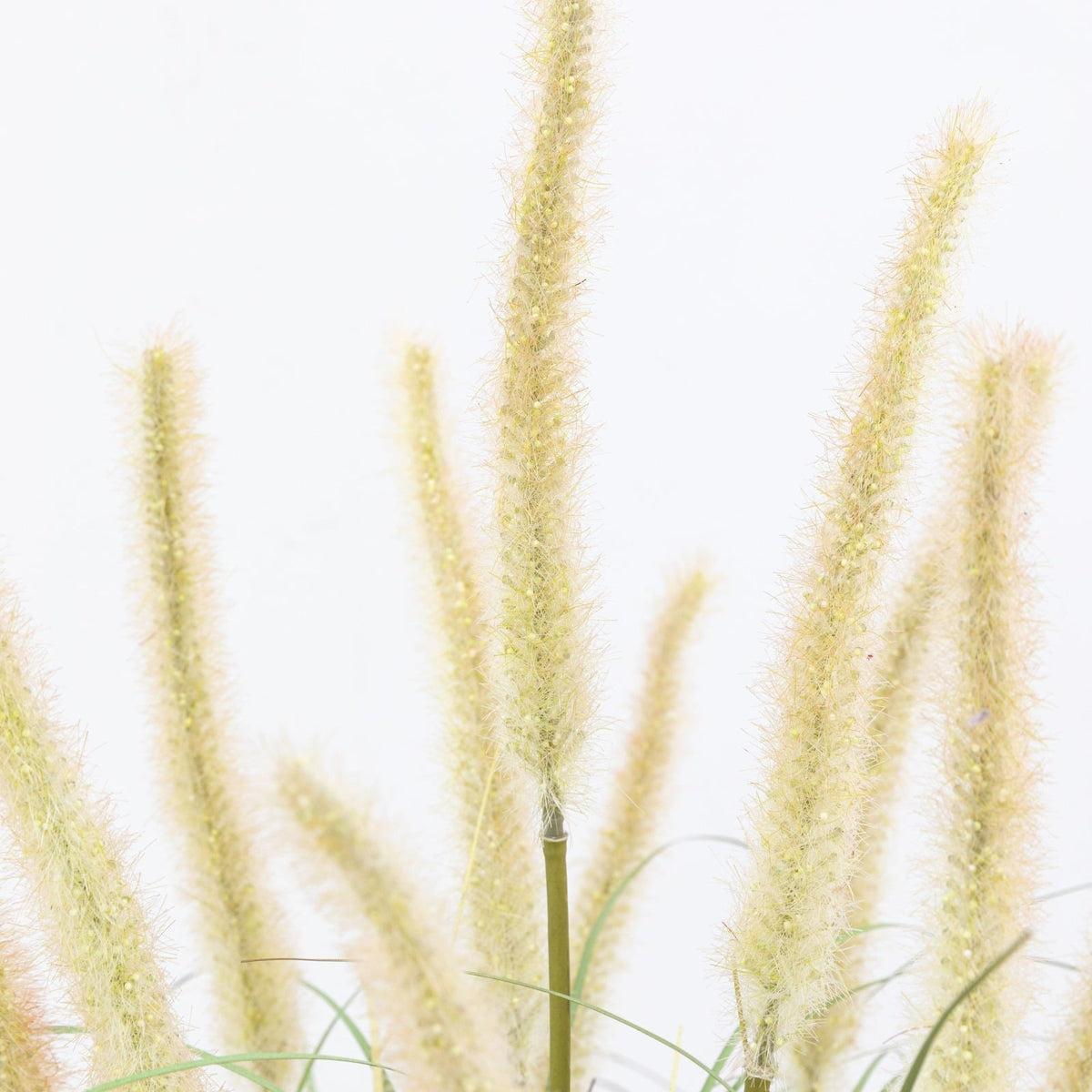 Potted Grass with Cattail Seed Heads Small