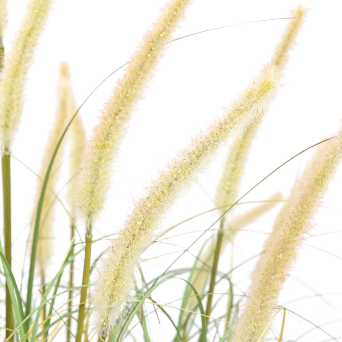 Potted Grass with Cattail Seed Heads Large