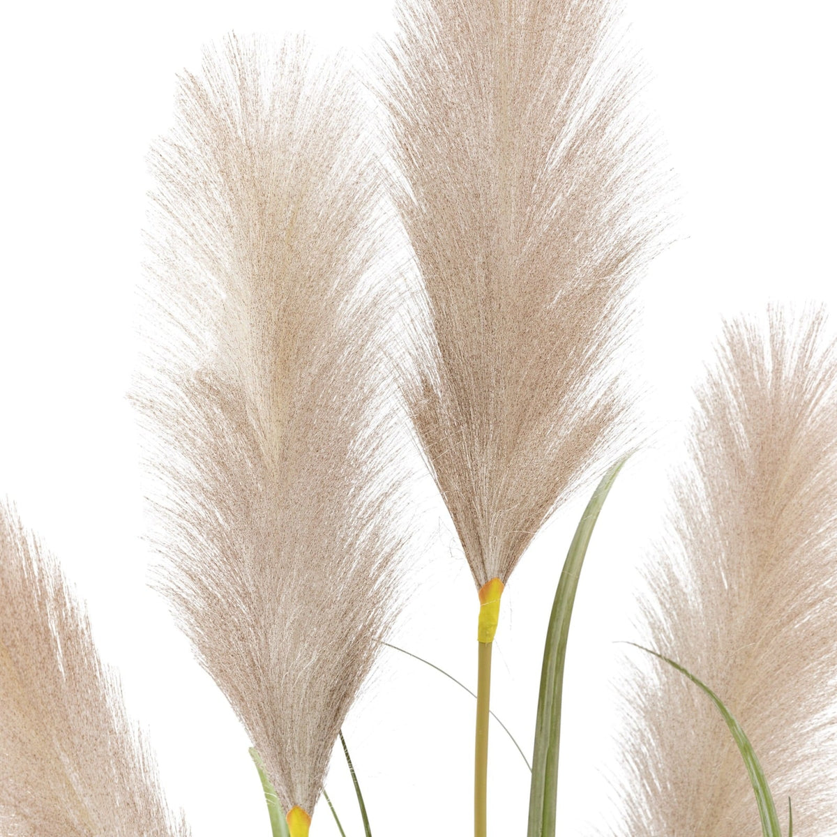 Potted Grass with Pampas Seed Heads Small