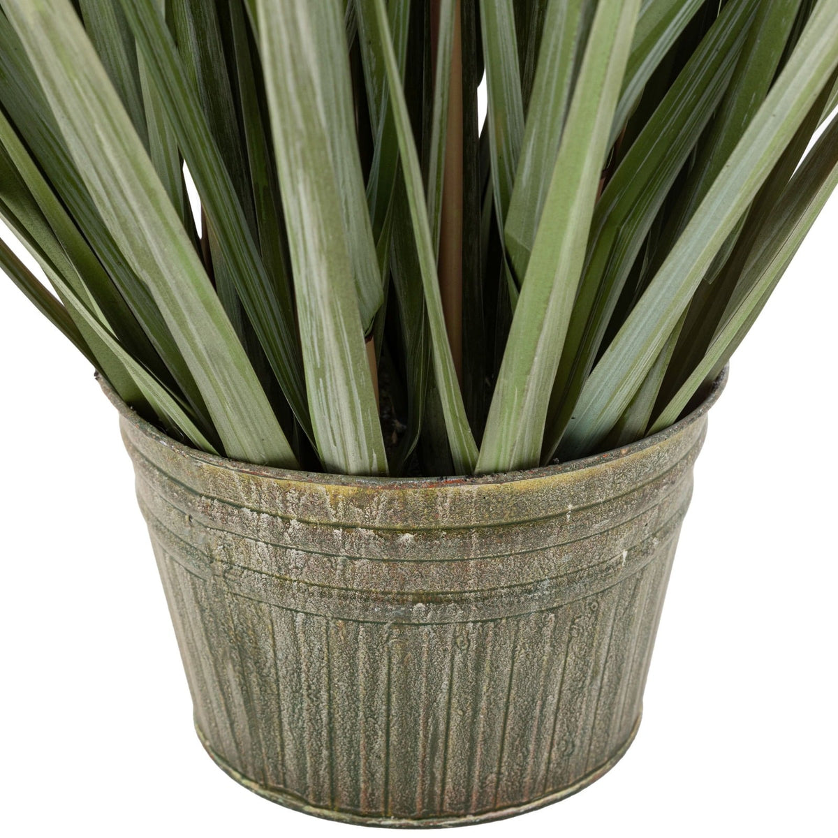 Potted Grass with Pampas Seed Heads Small