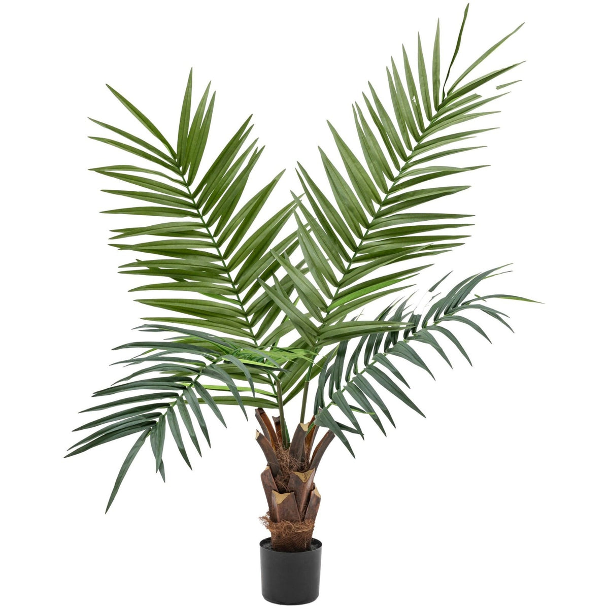 Potted King Kentia Palm Tree 4ft