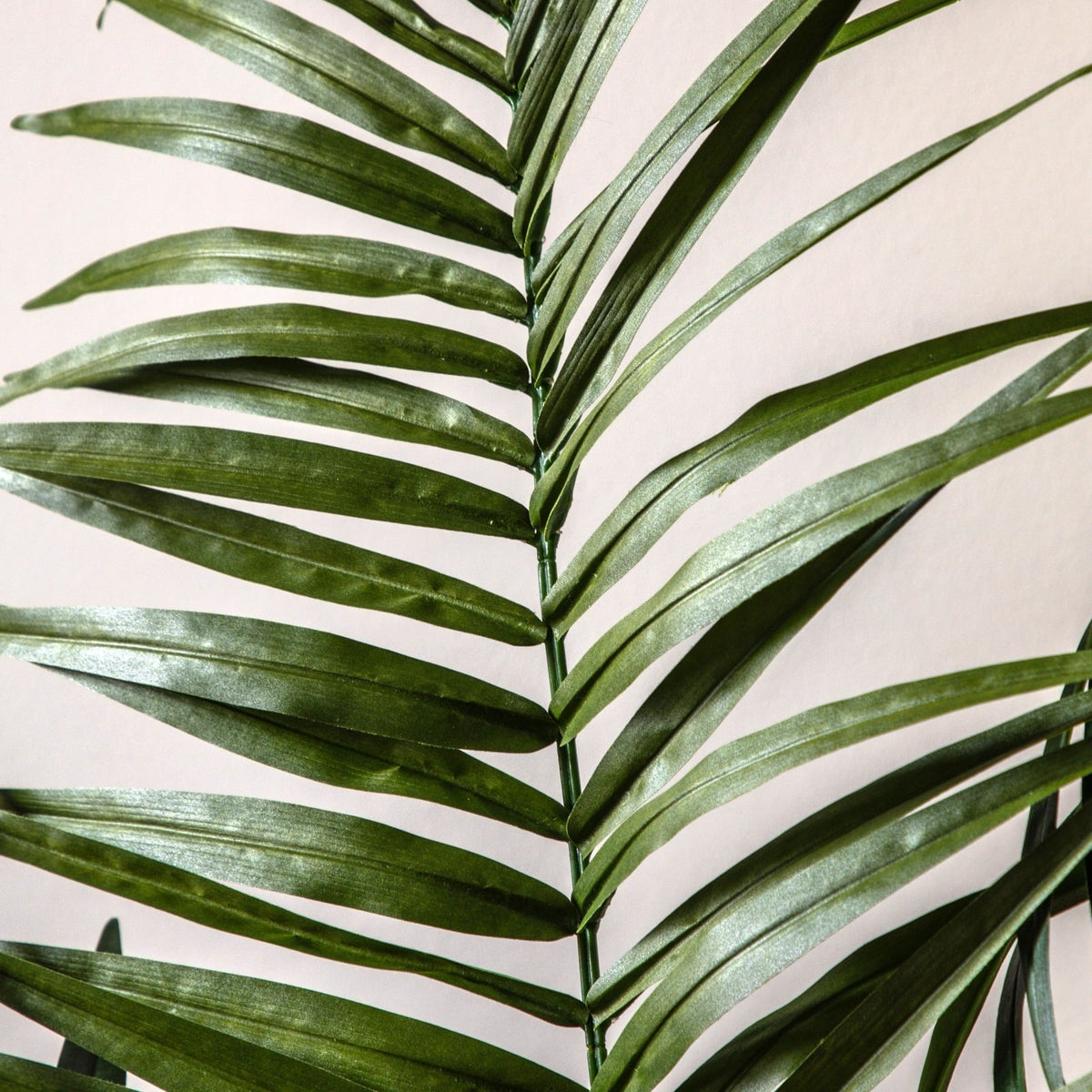 Potted King Kentia Palm Tree 4ft