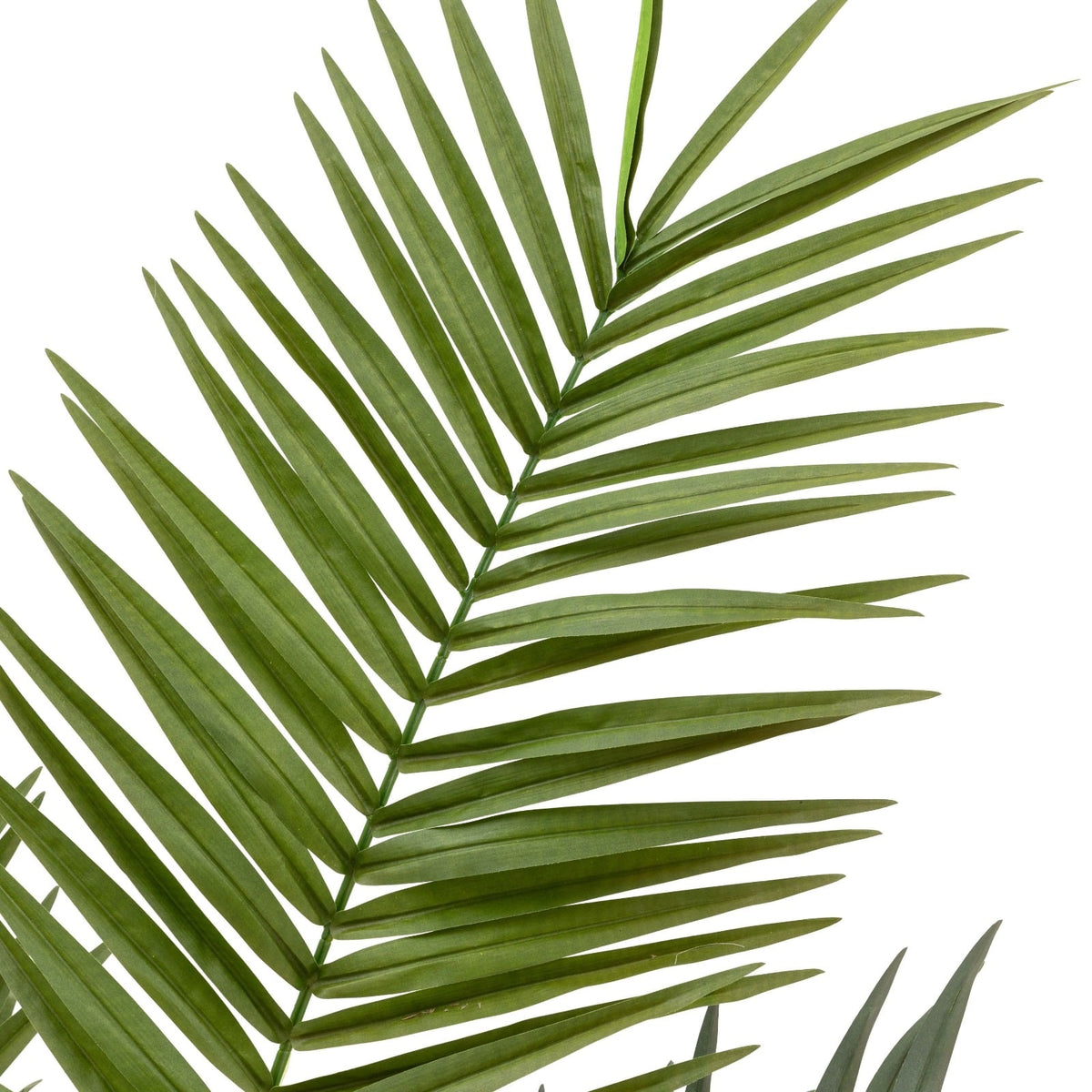 Potted King Kentia Palm Tree 4ft