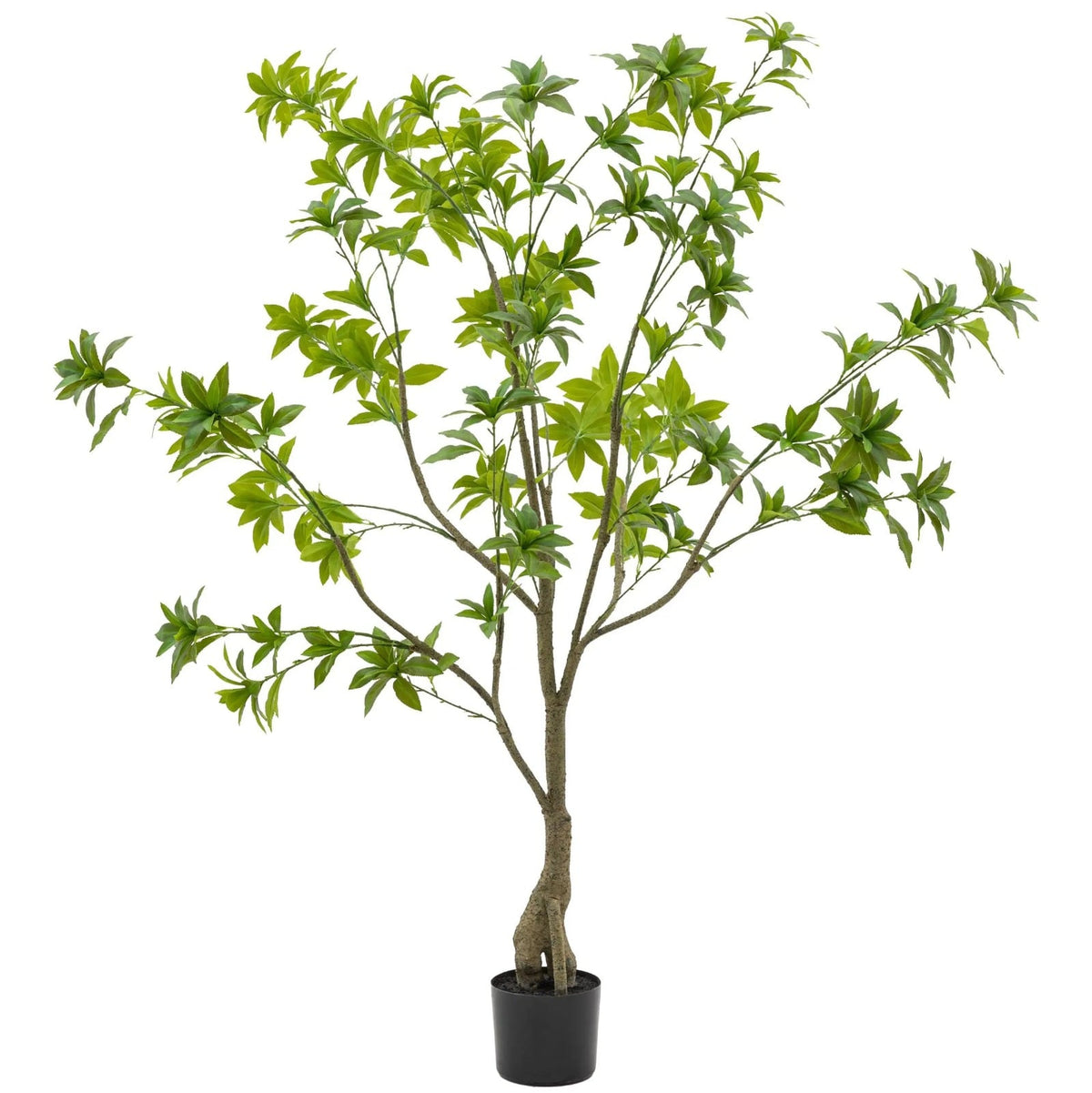 Potted Pierisjaponica 5ft Tree