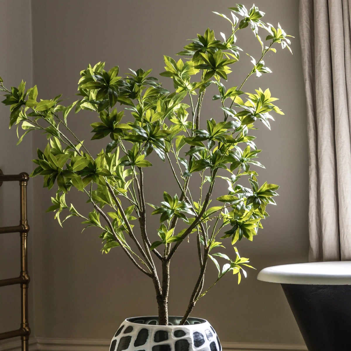 Potted Pierisjaponica 5ft Tree