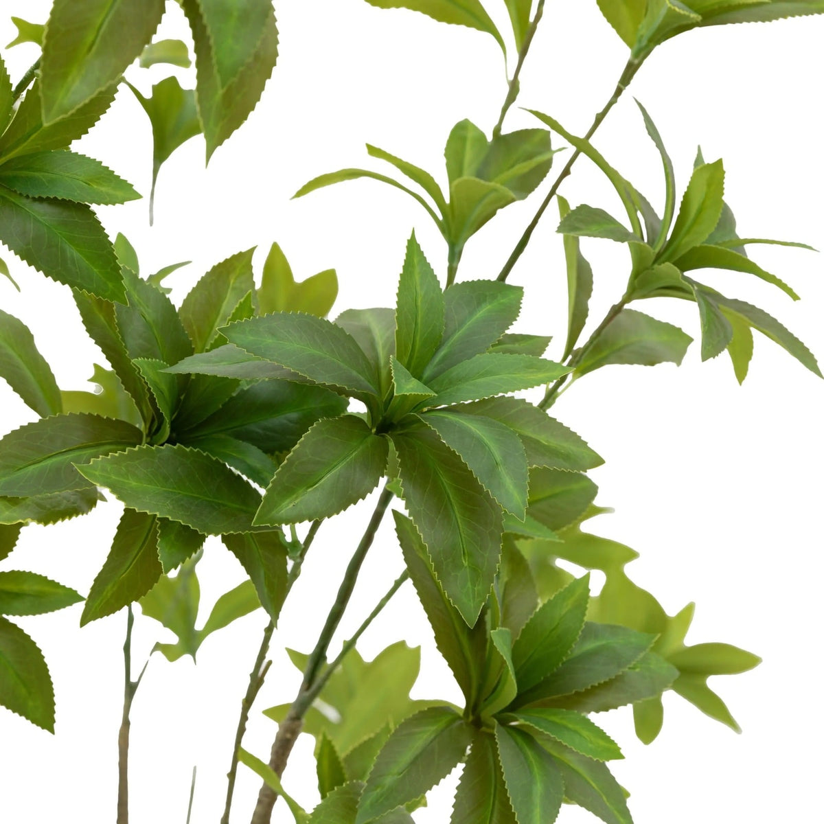 Potted Pierisjaponica 5ft Tree