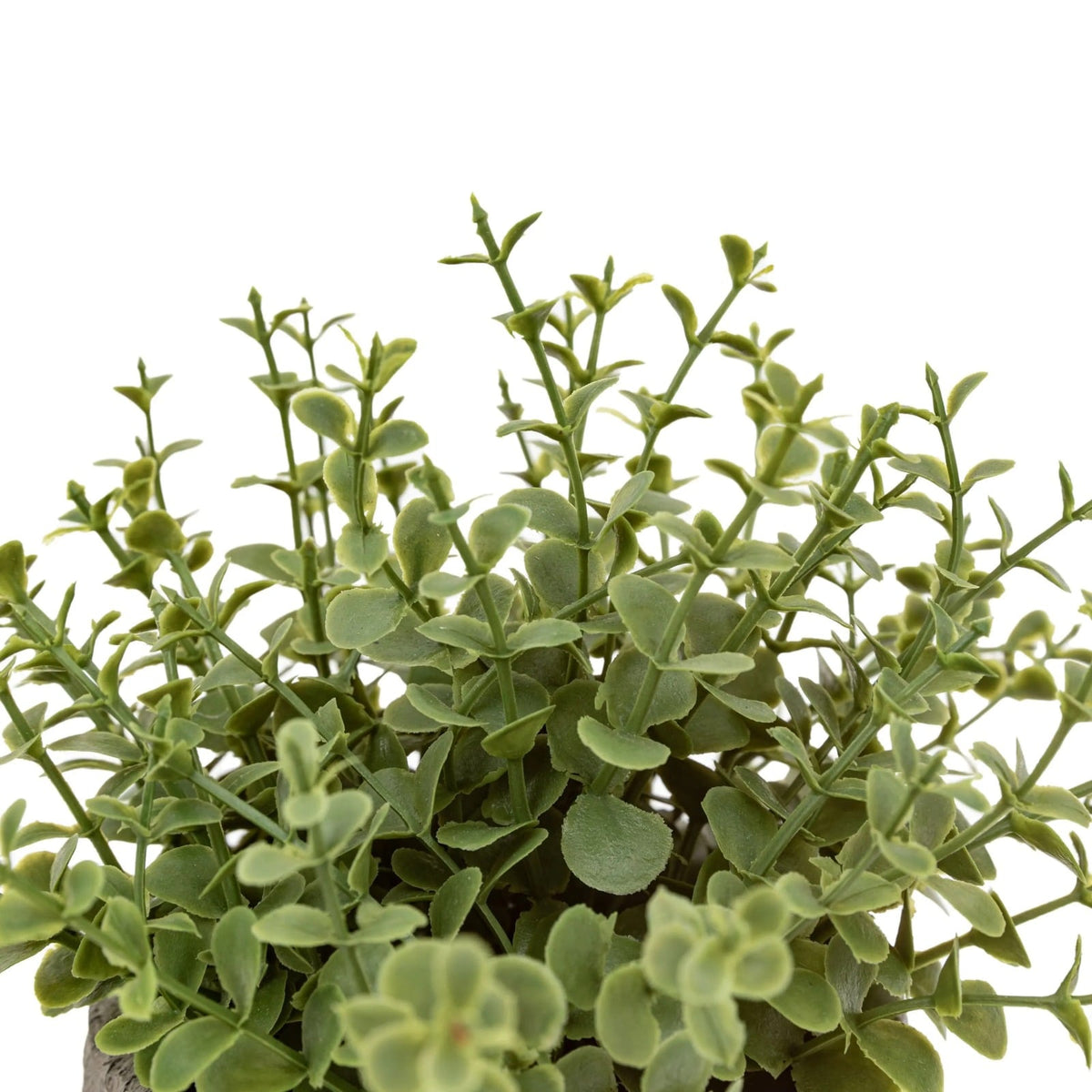 Potted Plant Ceramic Scratch Pot Rosemary Set of 2