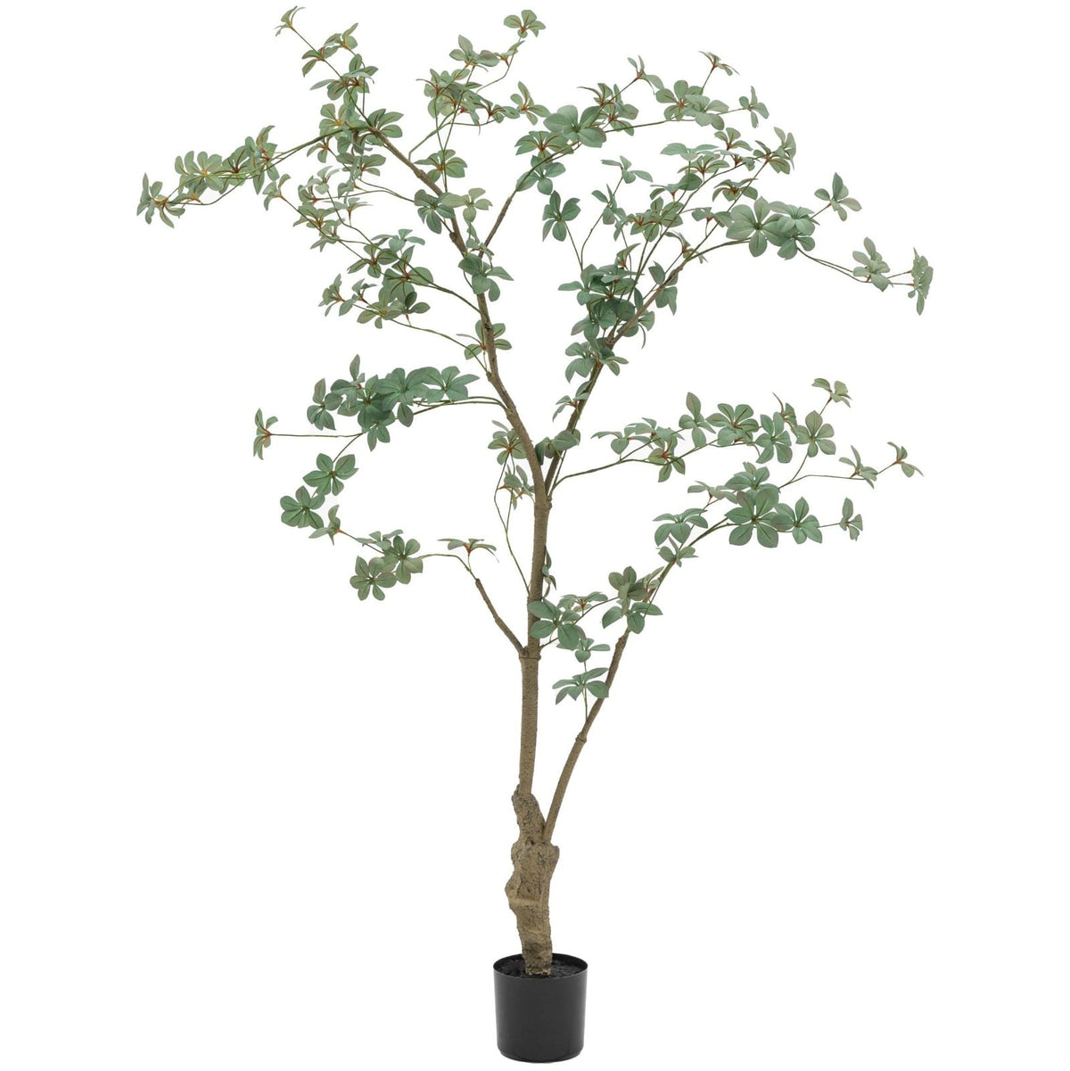Potted Rhodoleia 5ft Tree