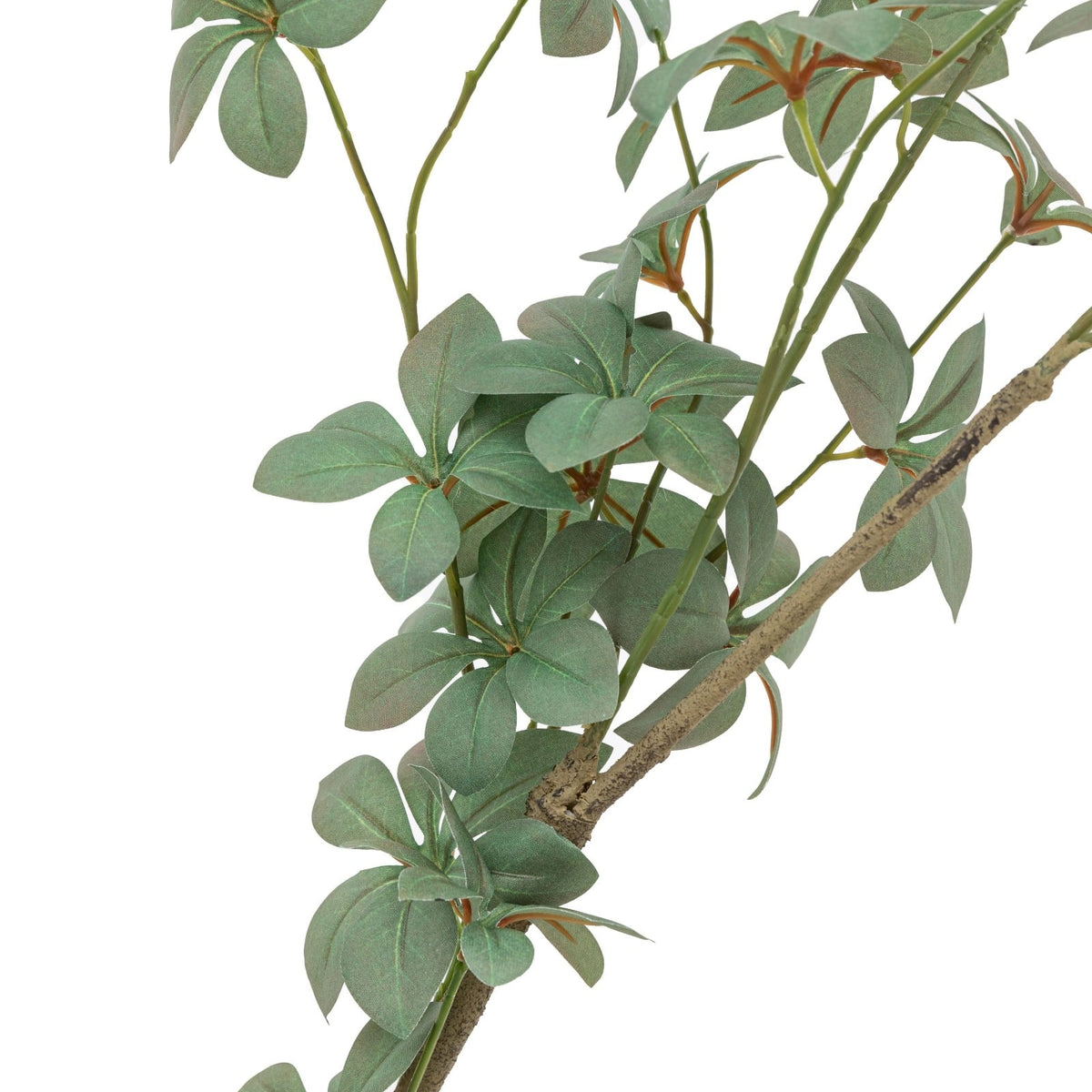 Potted Rhodoleia 5ft Tree