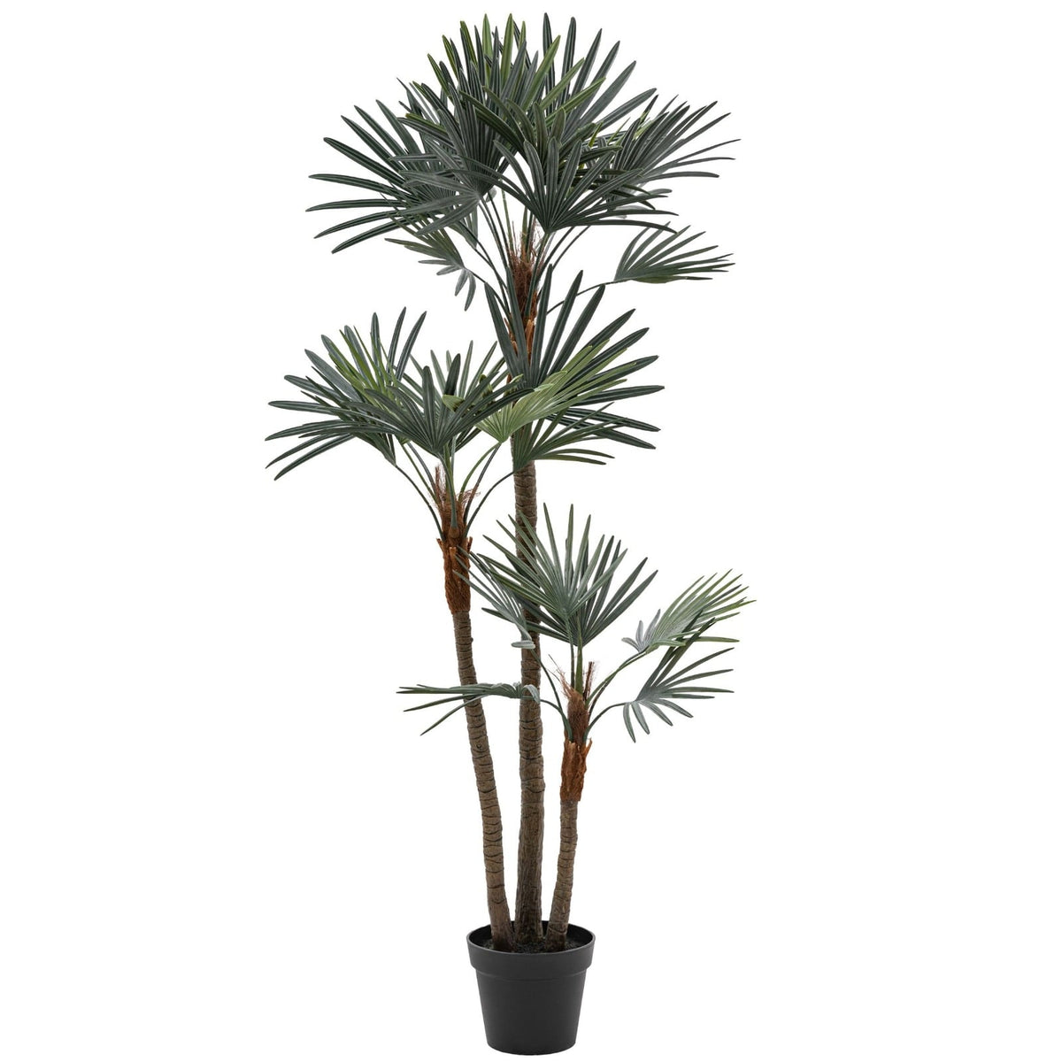 Potted Statement Palm Large