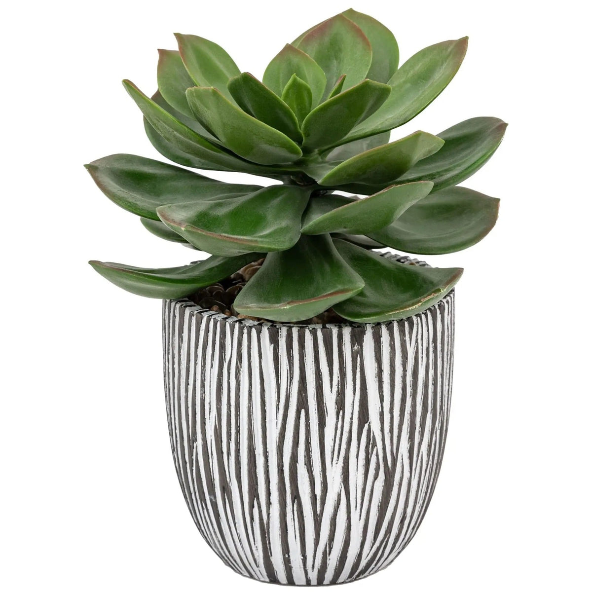 Potted Succulent in Ribbed Black Ceramic Pot