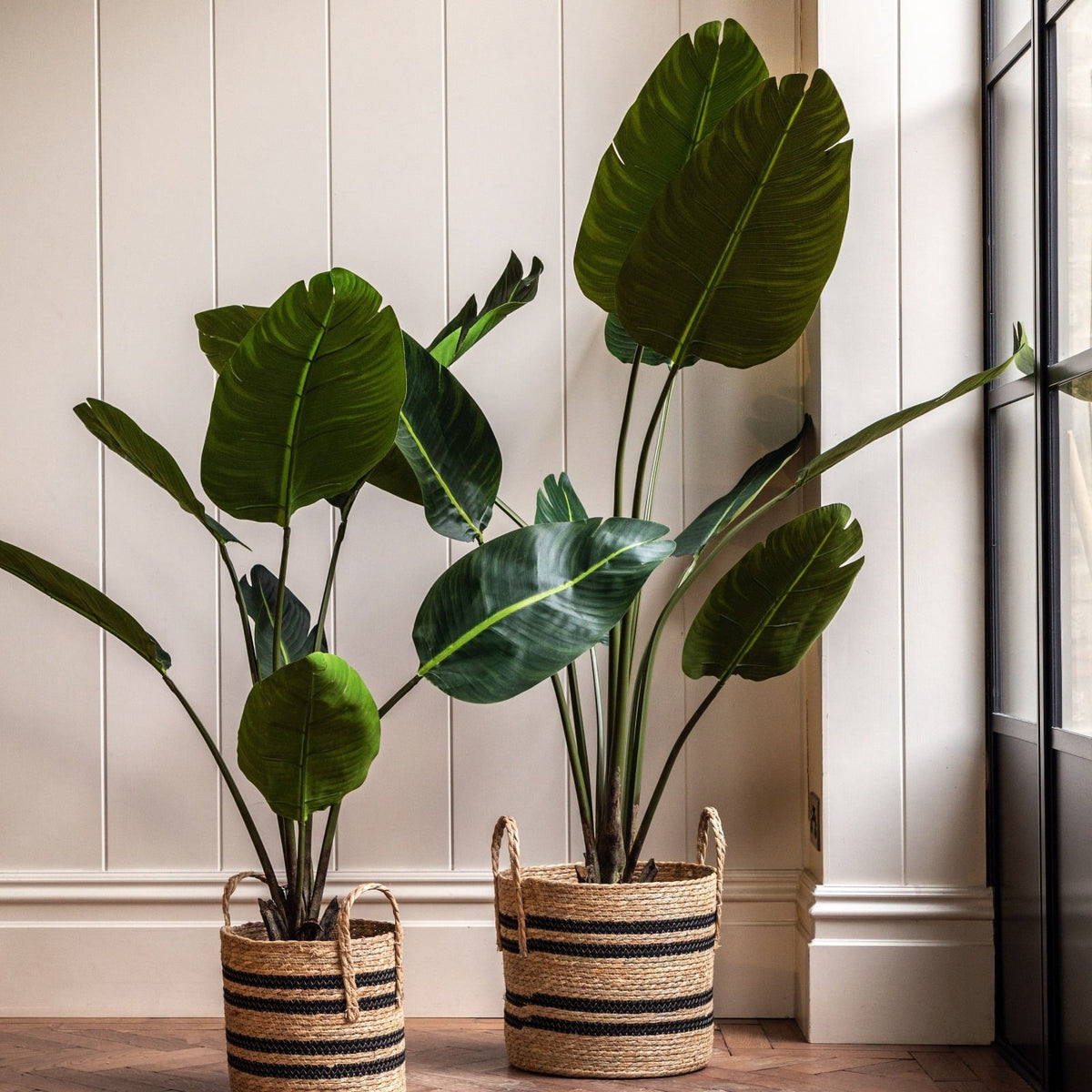 Potted Travellers Palm Tree 5ft