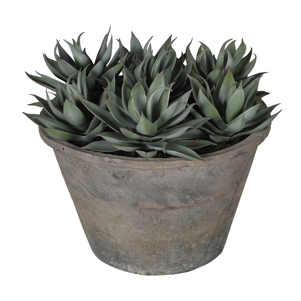 Sempervivum Succulent in Rustic Grey Pot
