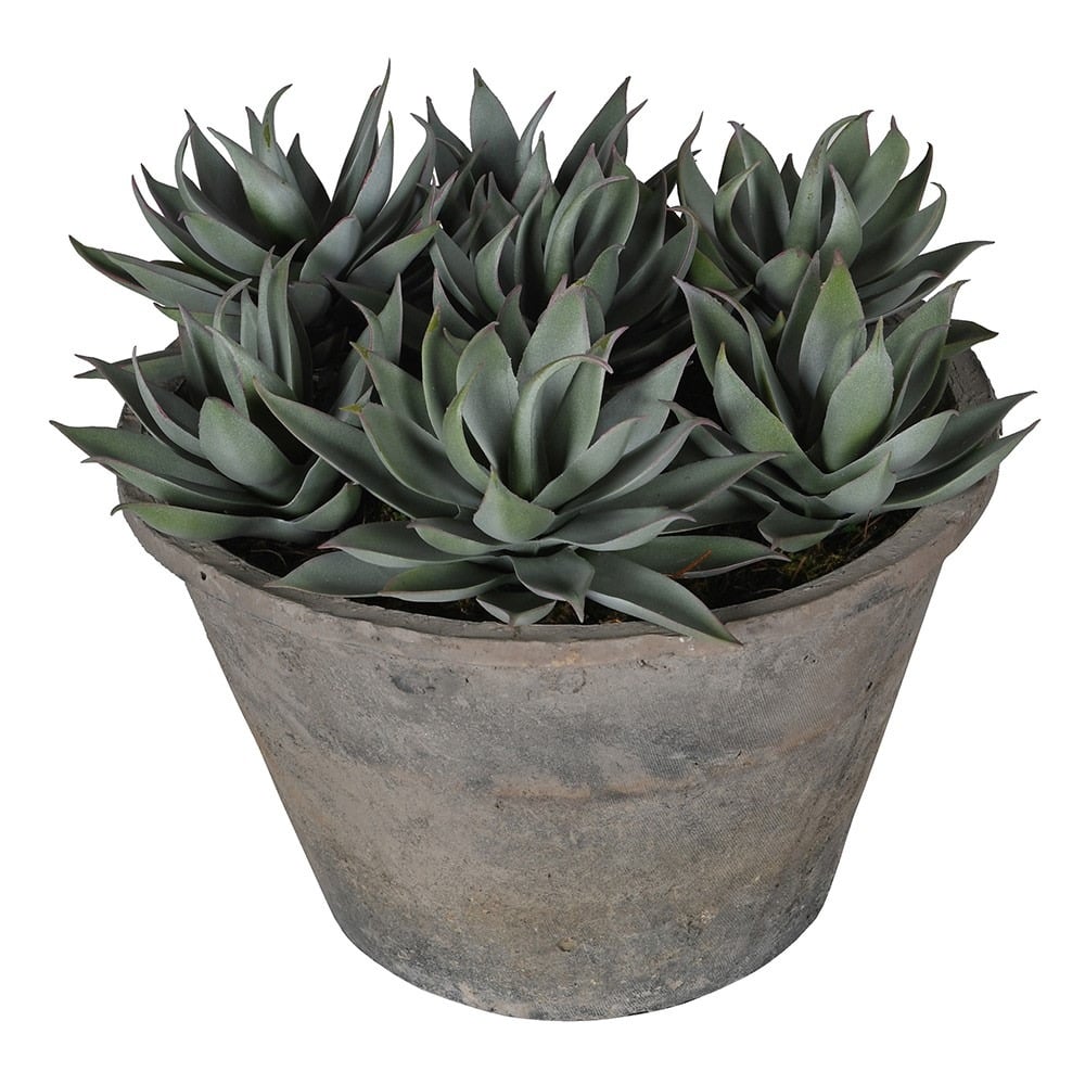 Sempervivum Succulent in Rustic Grey Pot