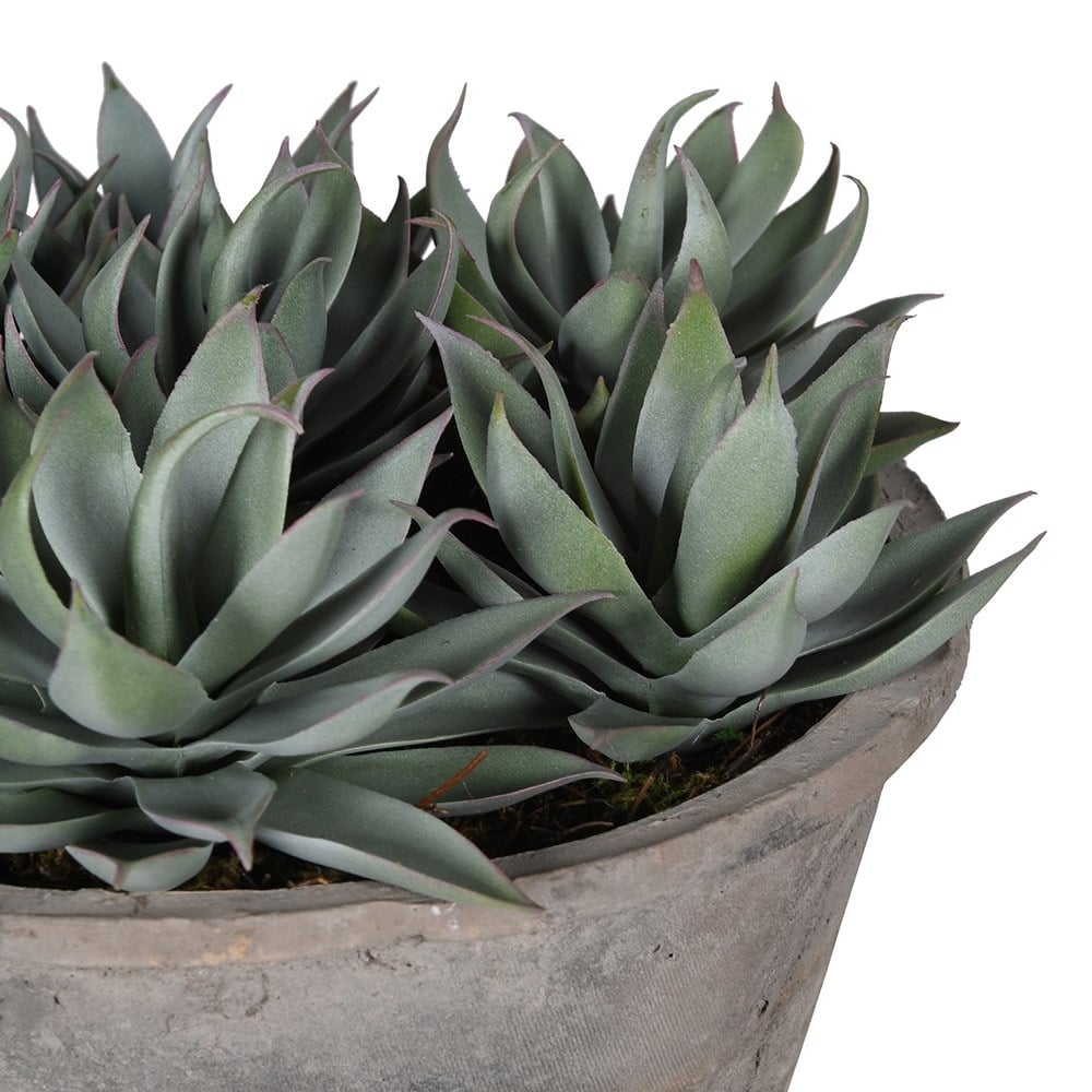 Sempervivum Succulent in Rustic Grey Pot