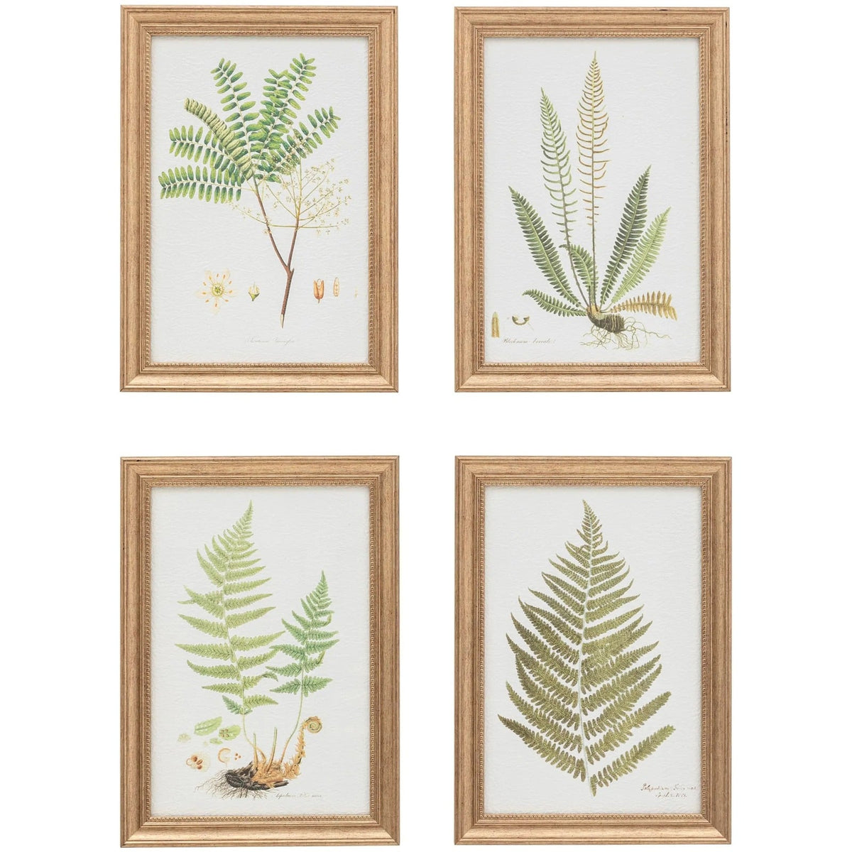 Assorted Ferns Framed Art Set of 4