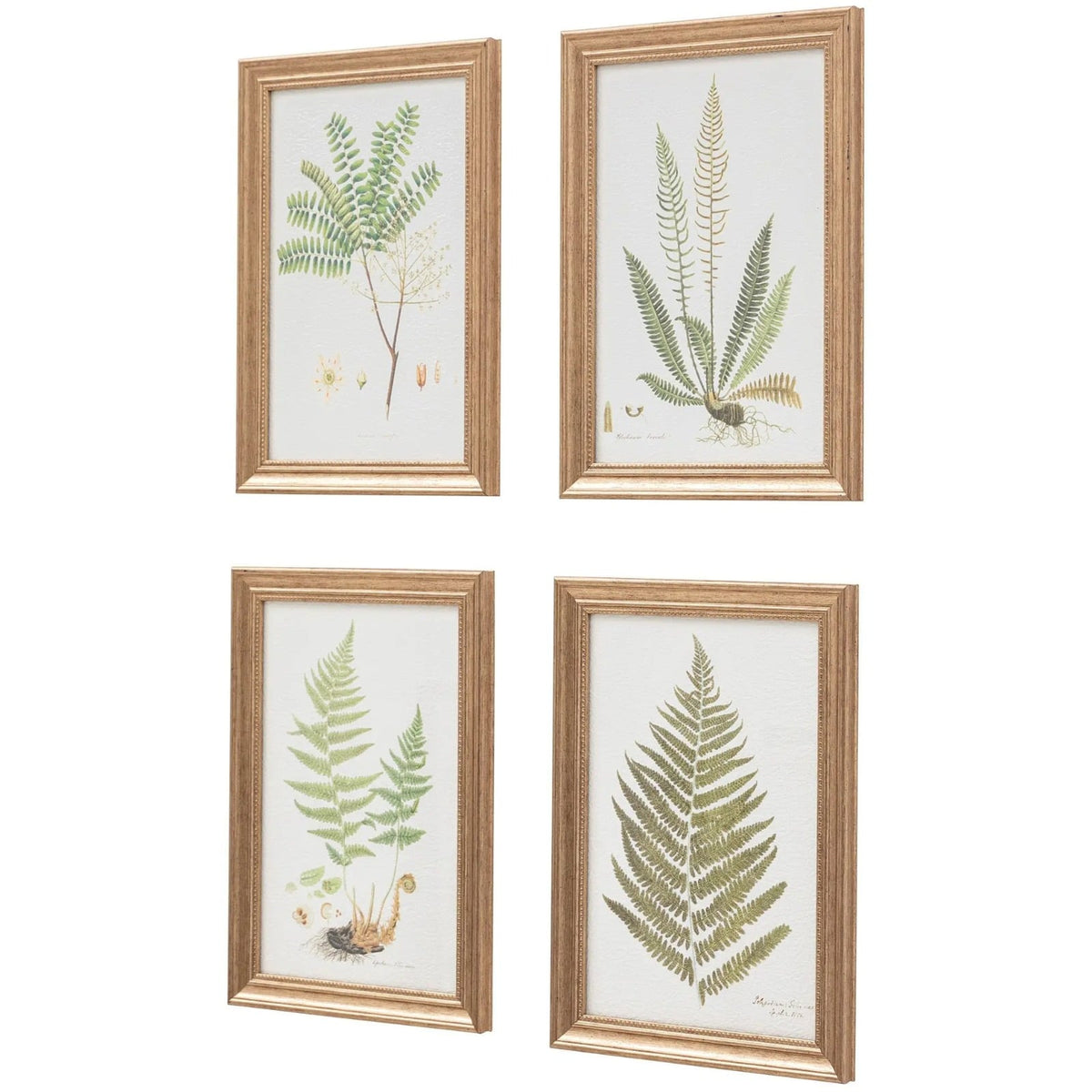 Assorted Ferns Framed Art Set of 4