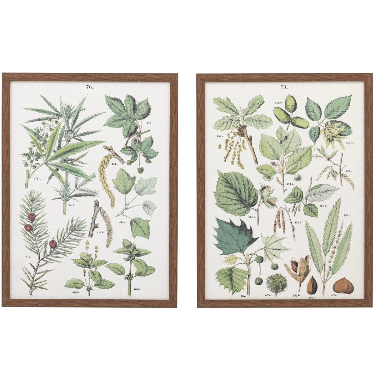 Foliage Study Framed Art Set of 2