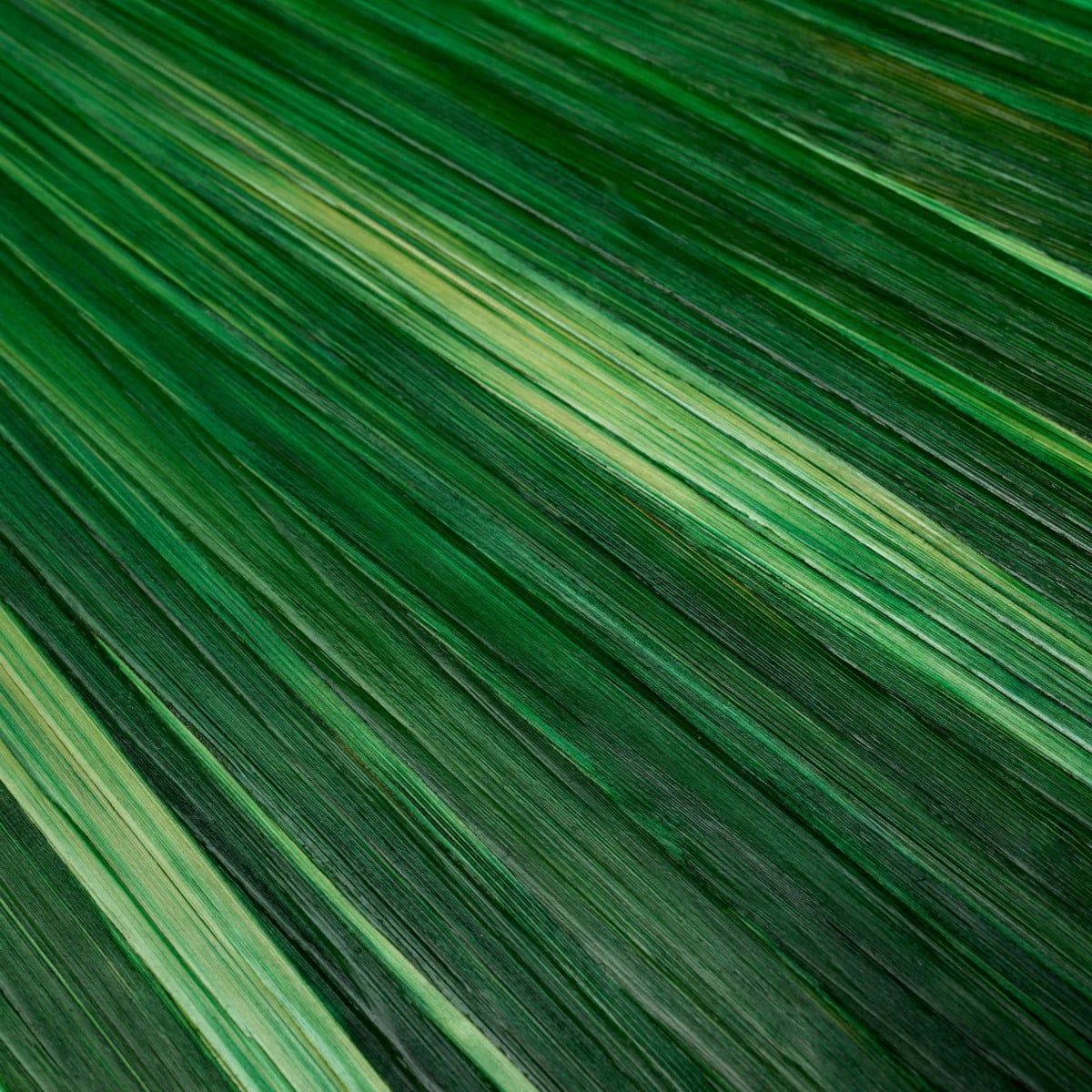 Box Harvard in Green
