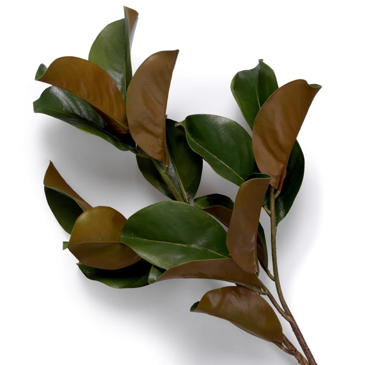 Bundle of Magnolia Leaves 24 Pieces