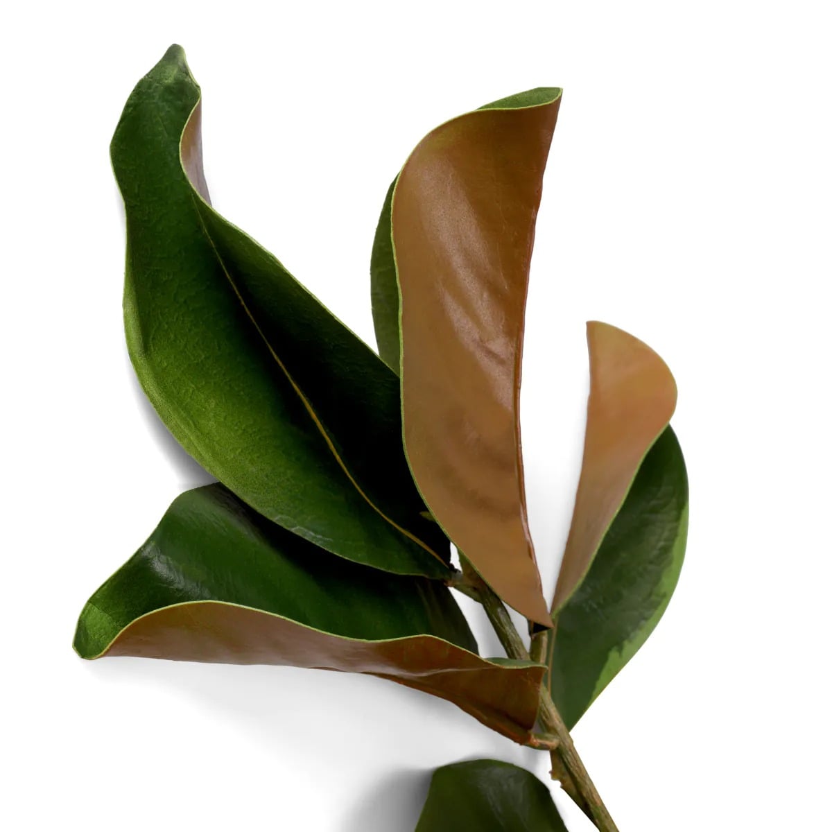 Bundle of Magnolia Leaves 24 Pieces