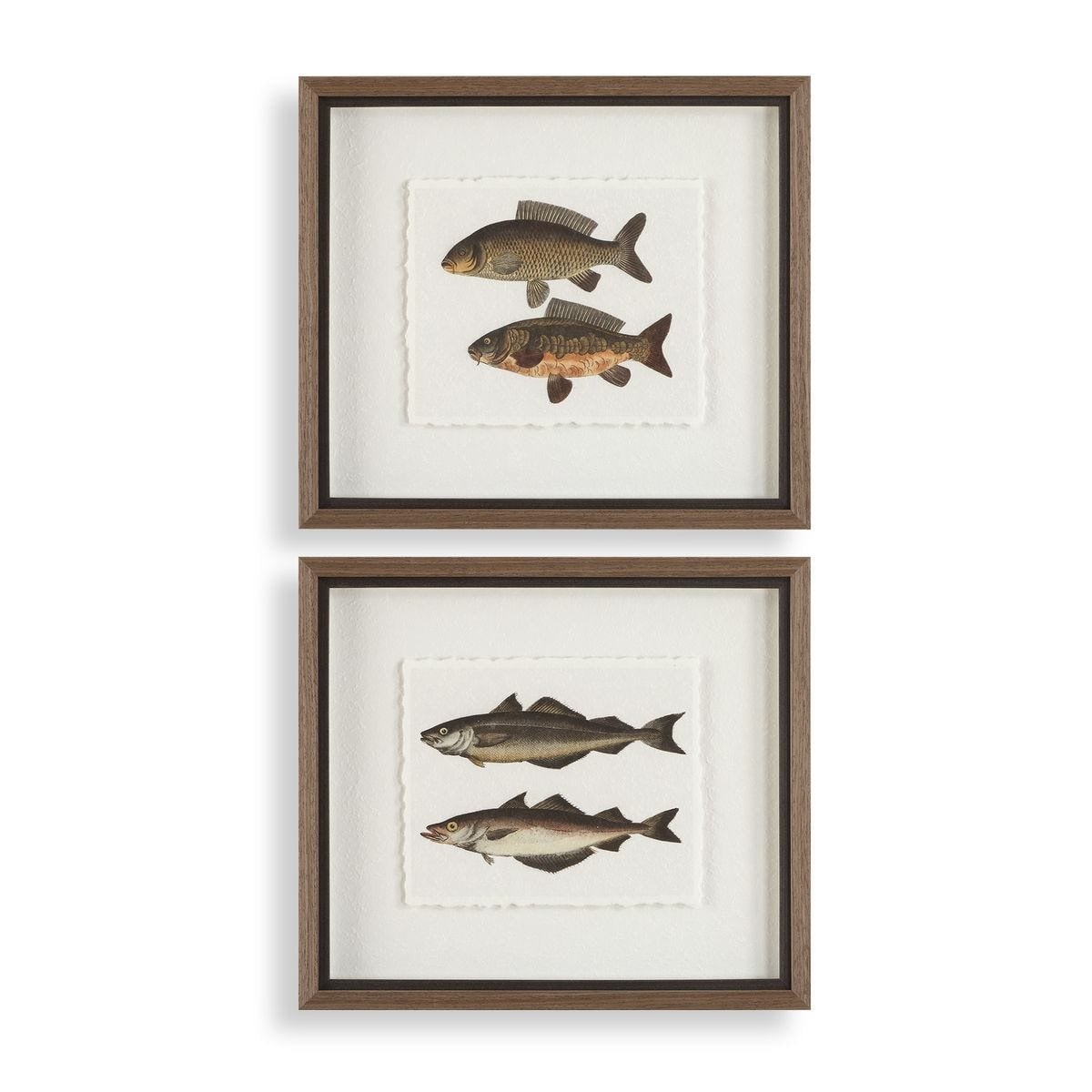 The Catch Framed Fish Prints Set of 2