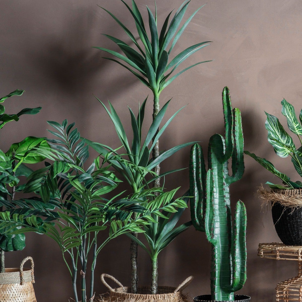 Yucca Tree in Pot H.150cm