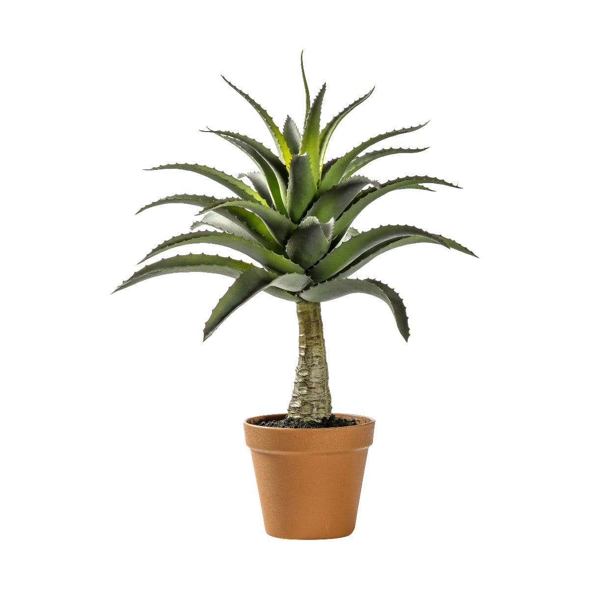Potted Agave H.57cm