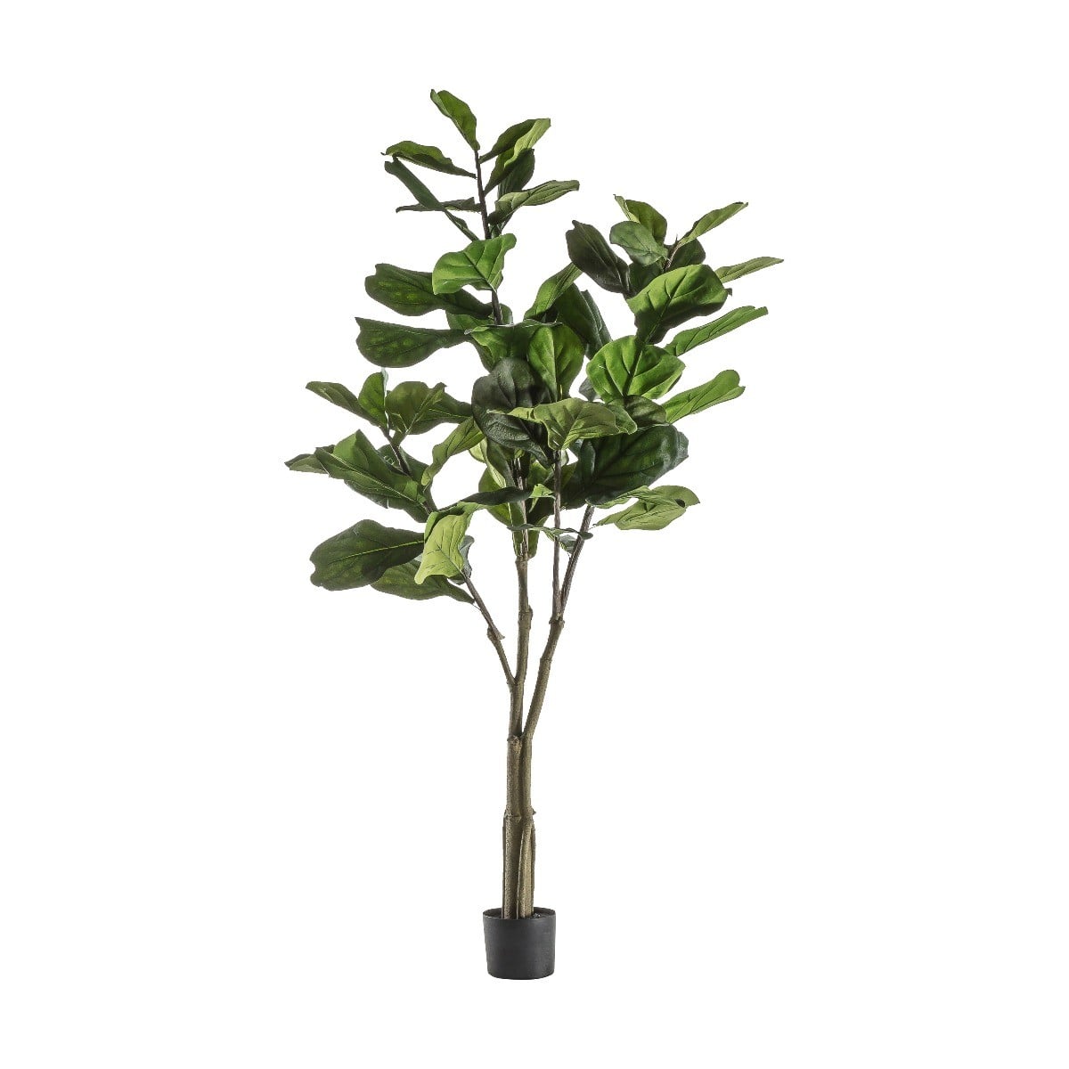 Fiddle Tree in Pot H.120cm
