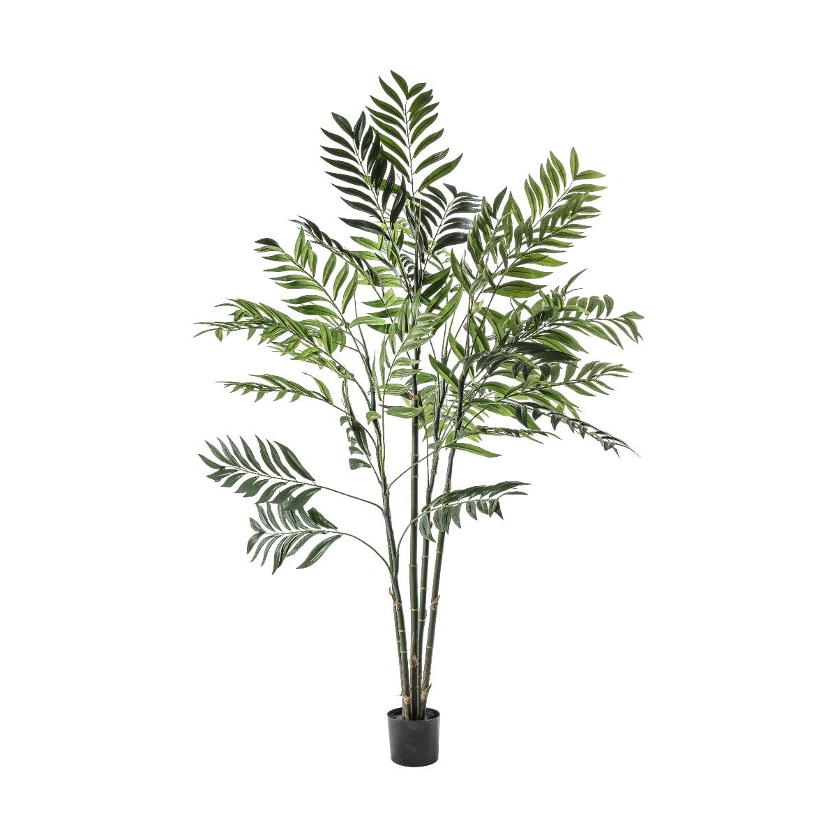 Areca Palm Tree in Pot H.152cm
