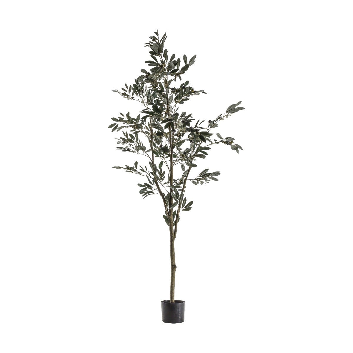 Olive Tree H.182cm