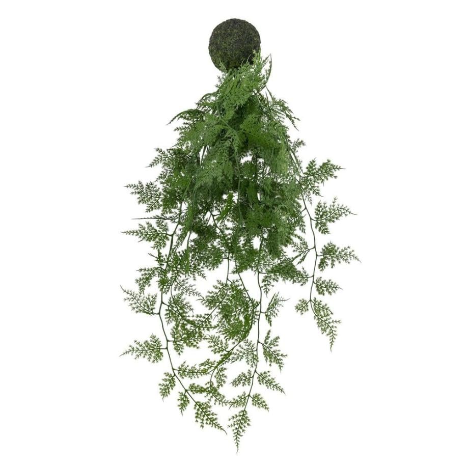 Trailing Wood Fern in Soil