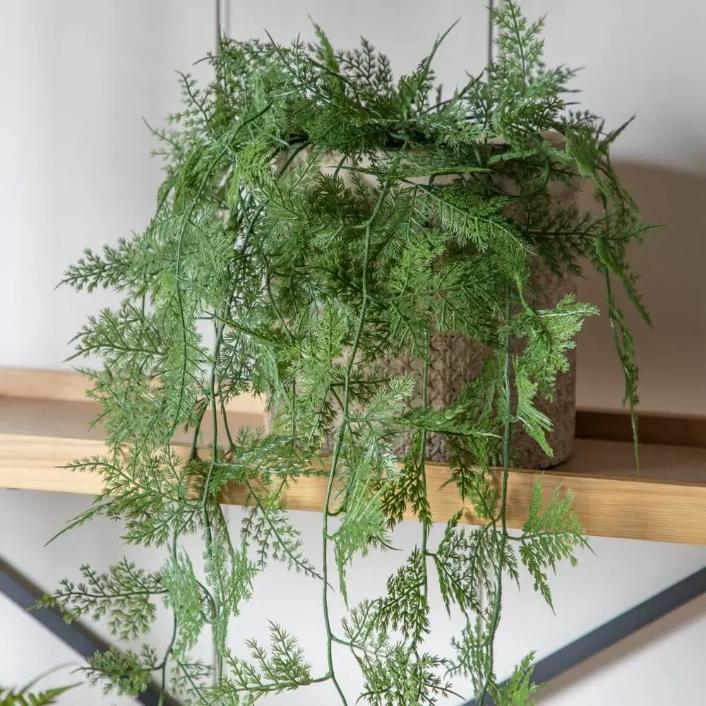 Trailing Wood Fern in Soil