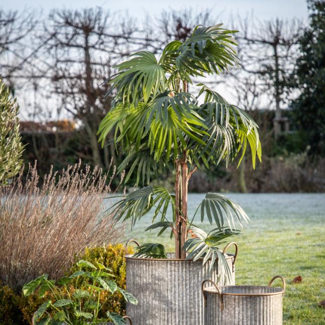Chinese Fan Palm Large