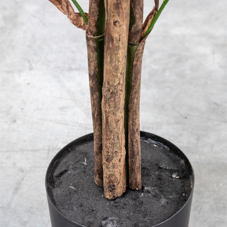 Chinese Fan Palm Large
