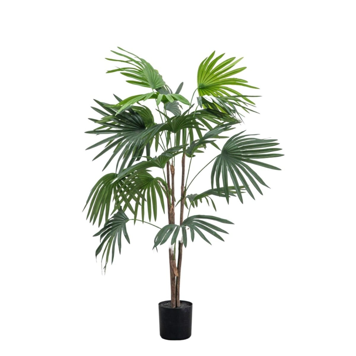 Chinese Fan Palm Small