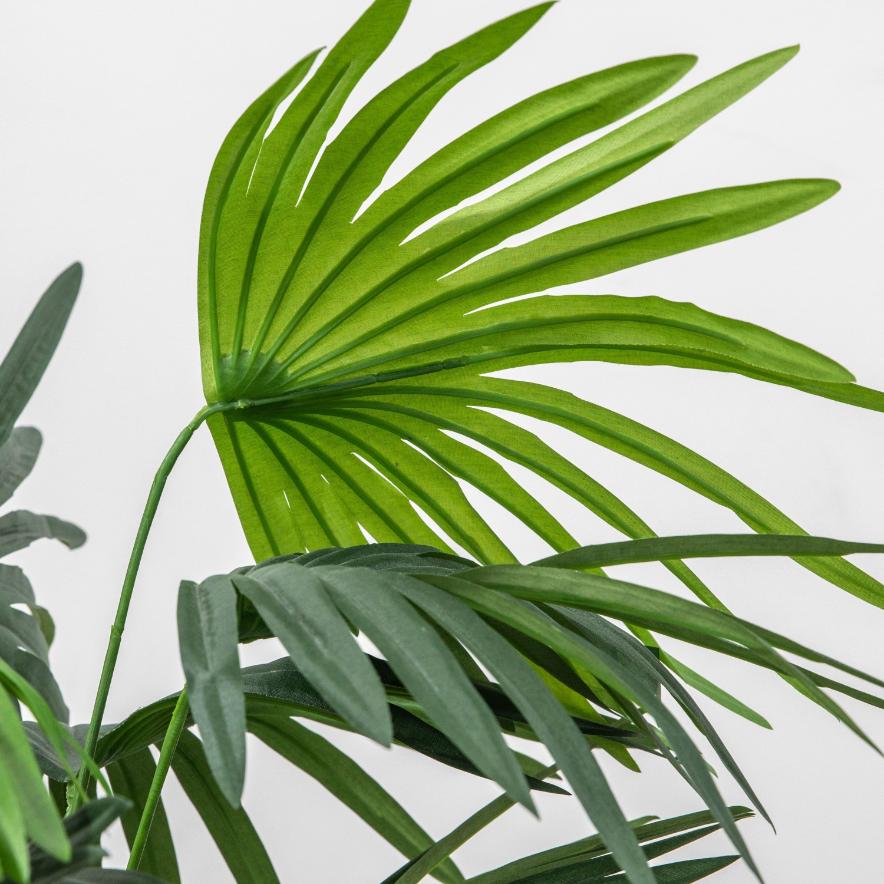 Chinese Fan Palm Small