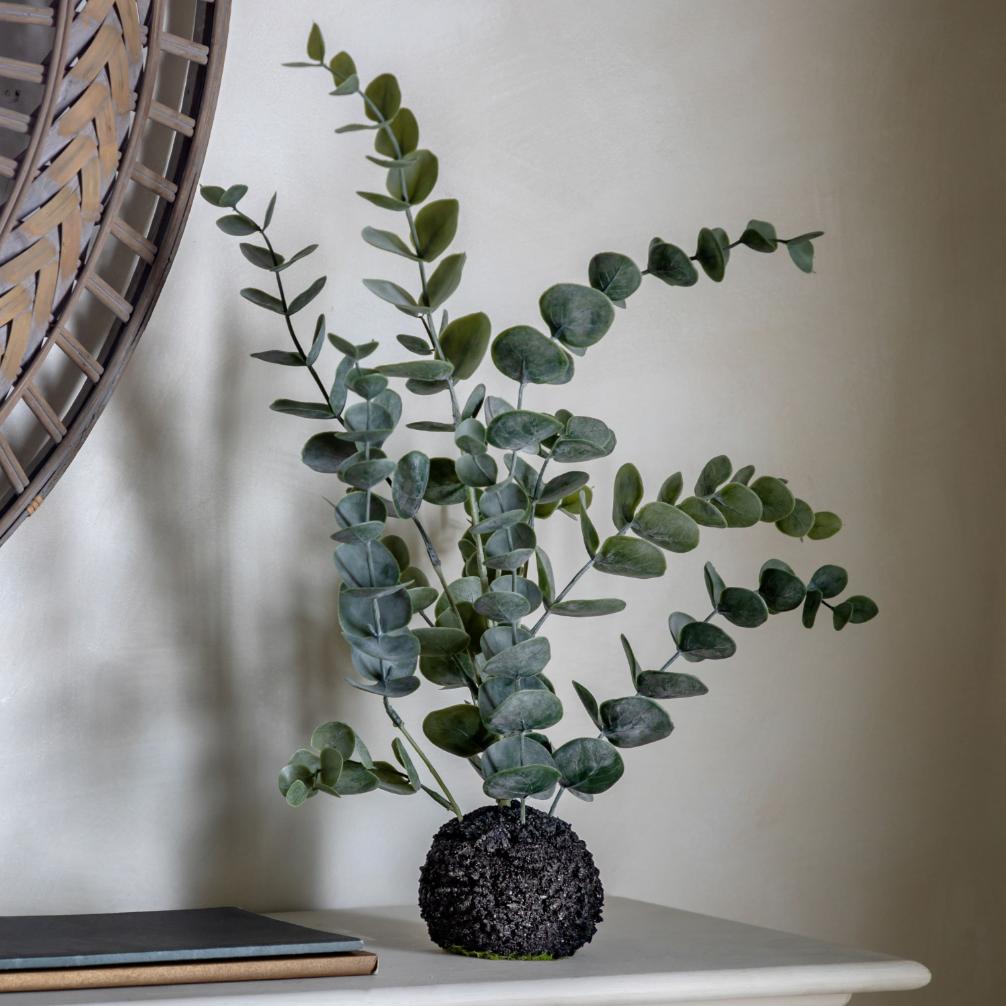 Eucalyptus in Soil Dusky Green Small