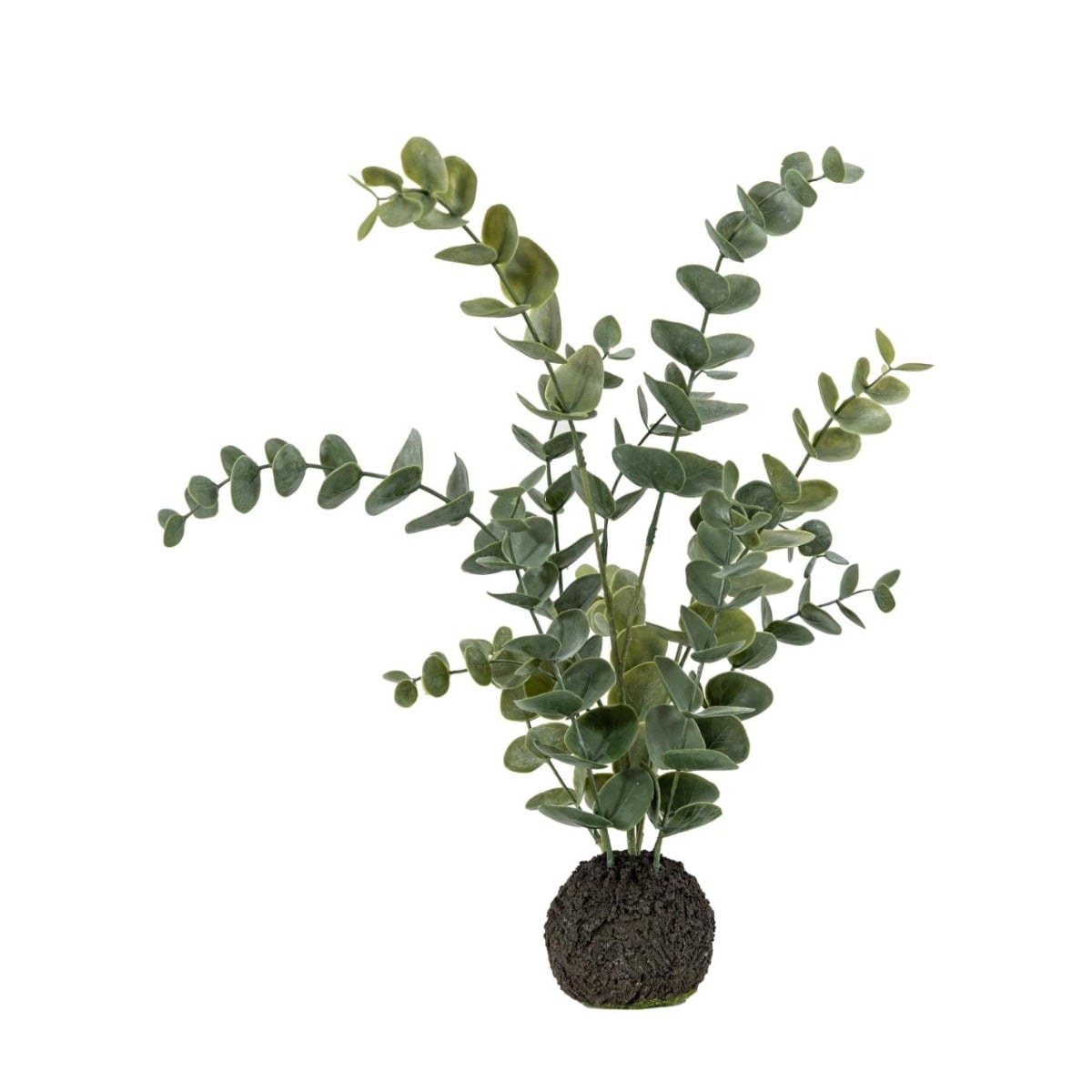 Eucalyptus in Soil Dusky Green Small
