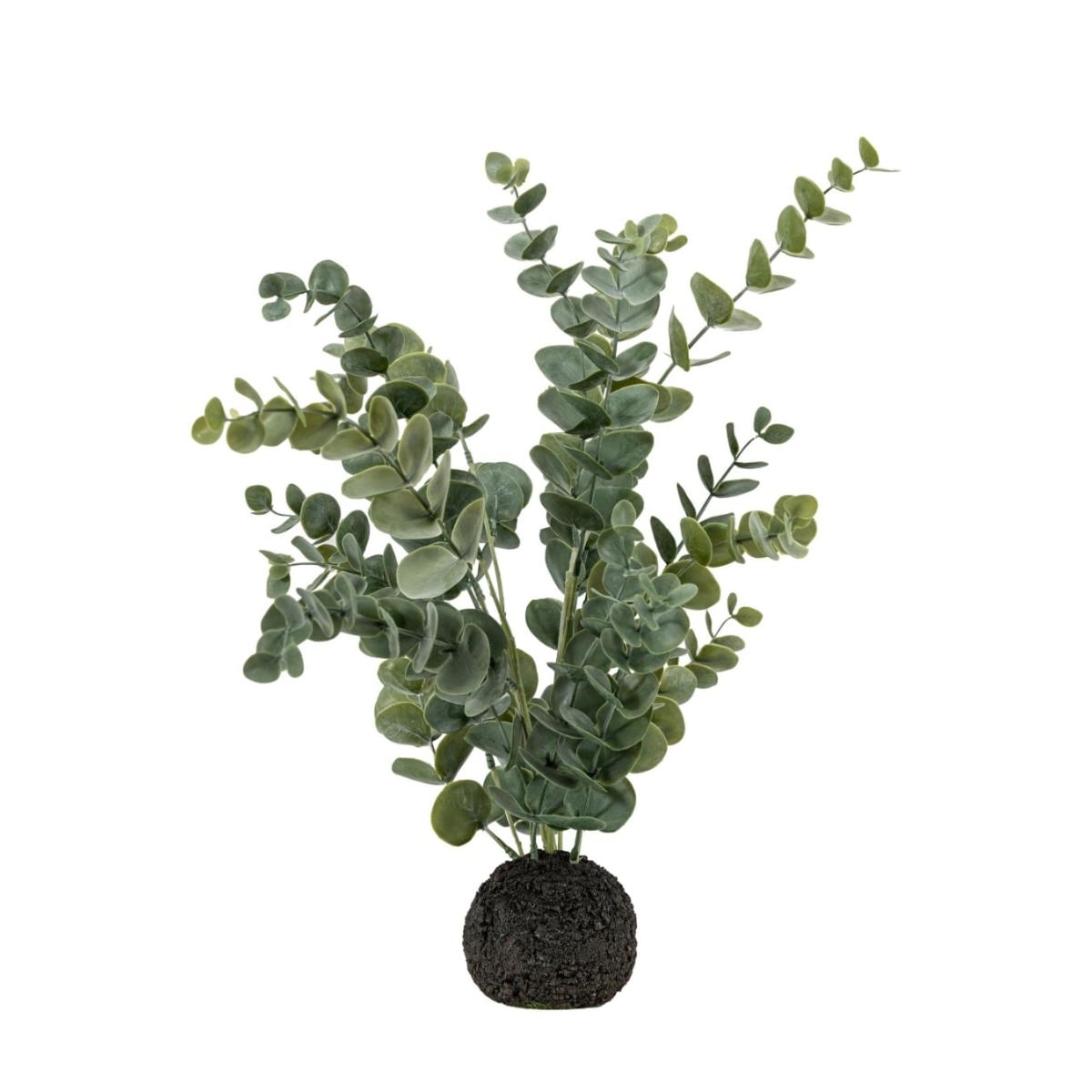Eucalyptus in Soil Grey Green Large