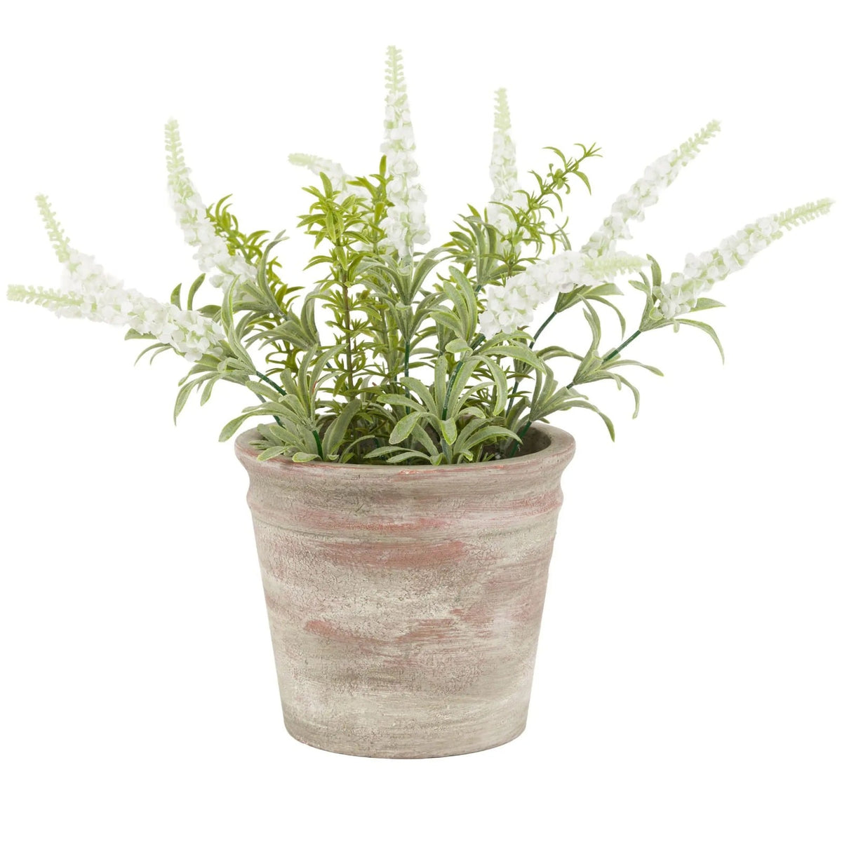 Potted Rustic White Lavender